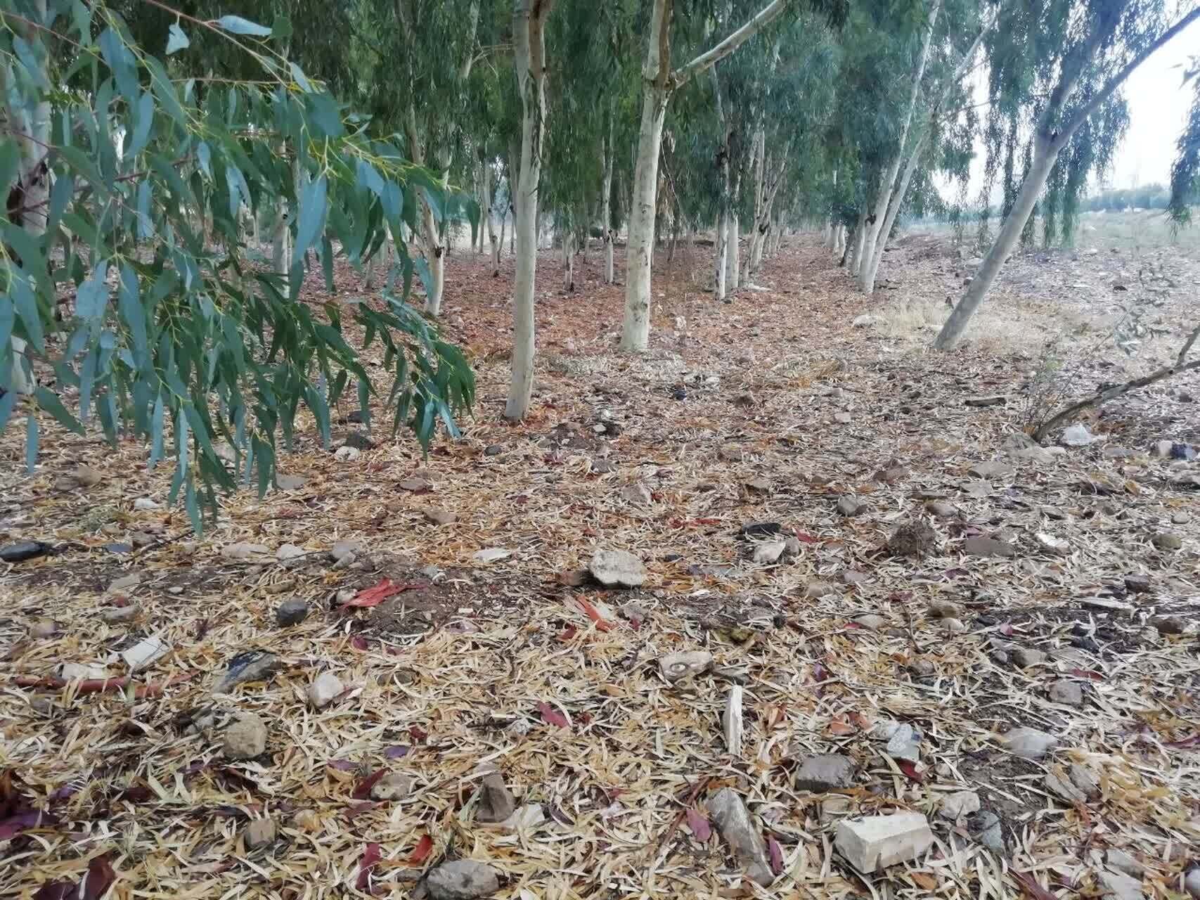 گزارش تصویری از اولین بارش رحمت الهی در فارس