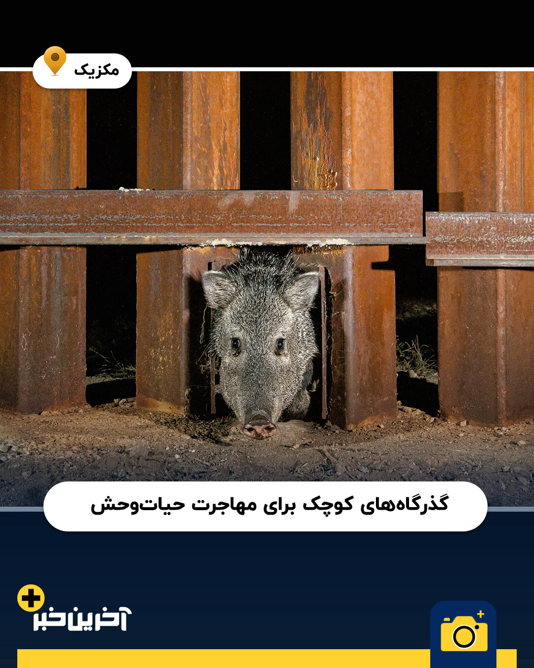 عکس/ برترین عکس های نشنال جئوگرافیک در سال 2025