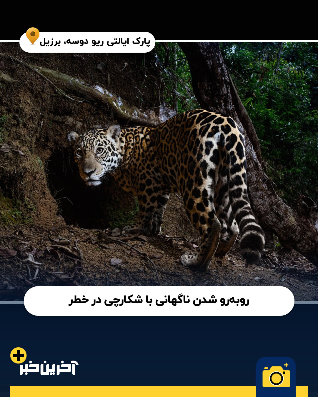 عکس/ برترین عکس های نشنال جئوگرافیک در سال 2025
