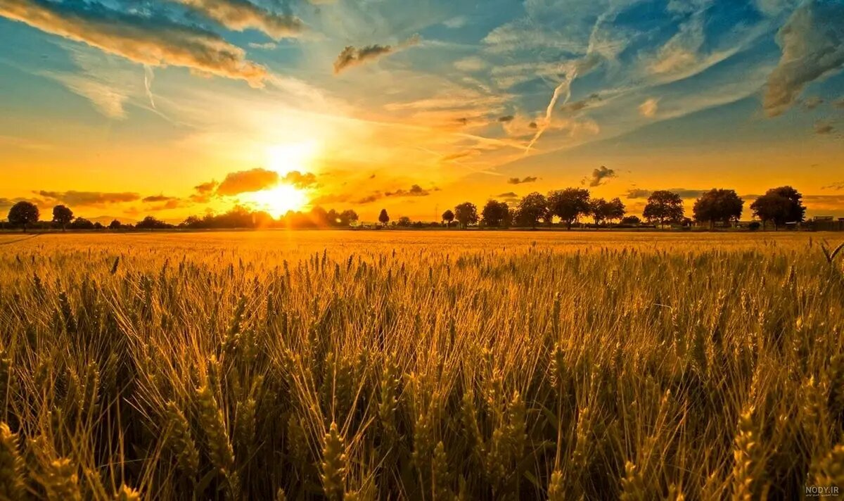 دیمزارها زیر سایه تهدید؛ تنشهای خشکی بر مزارع تأثیرگذارند