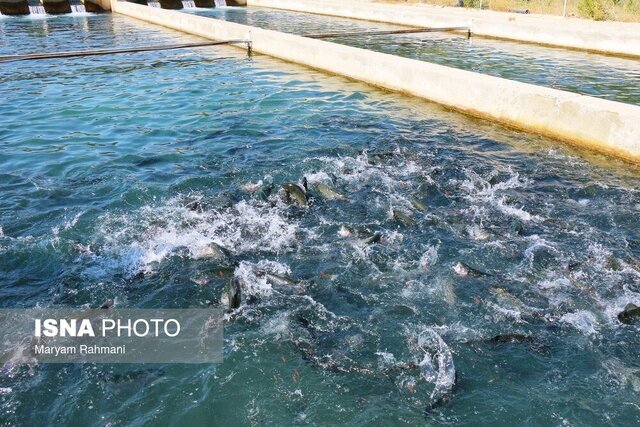 افق روشن آبزی پروری در شهر شیلاتی غیر ساحلی کشور