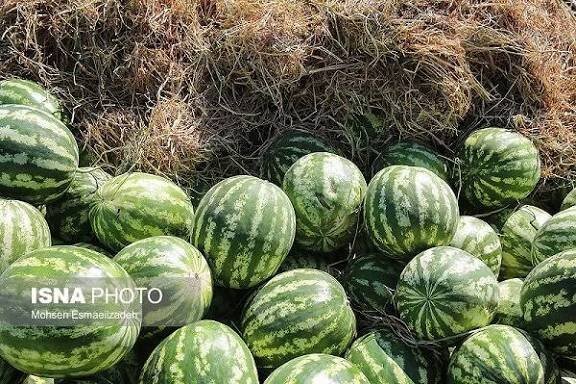 آغاز برداشت هندوانه پاییزه از ۲۰۰۰هکتار اراضی کشاورزی میناب