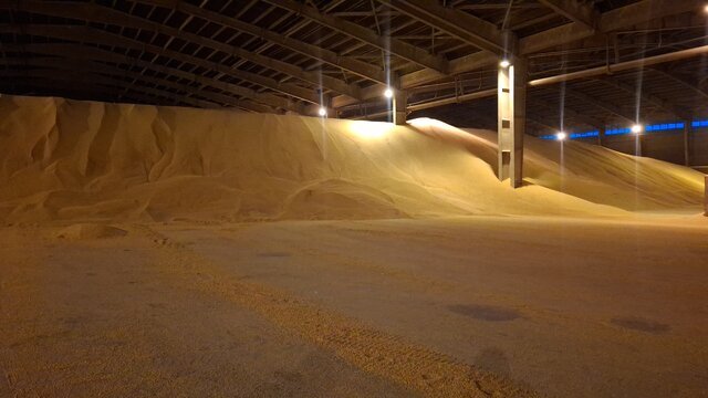 موانع تأمین و ترخیص نهادههای دامی در بندر امام خمینی برطرف شده است