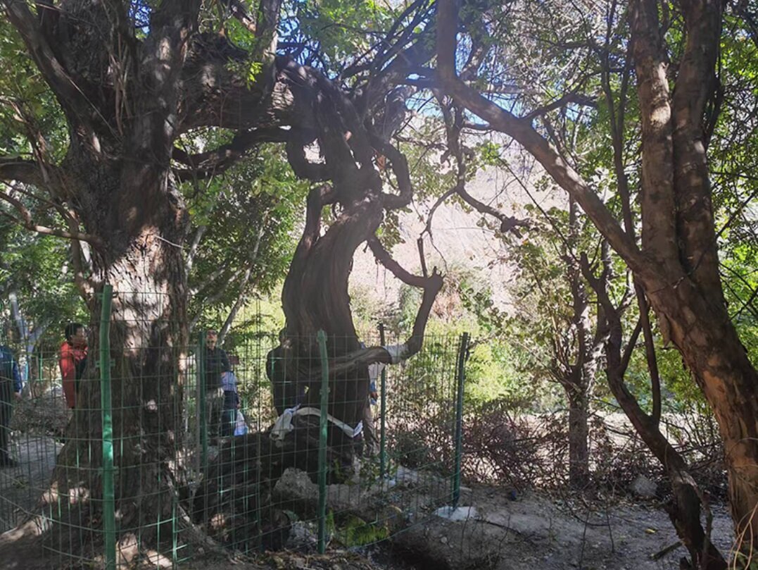 قدیمیترین درخت انگور جهان + عکس | تنه جالب درخت ۴۱۶ ساله را ببینید