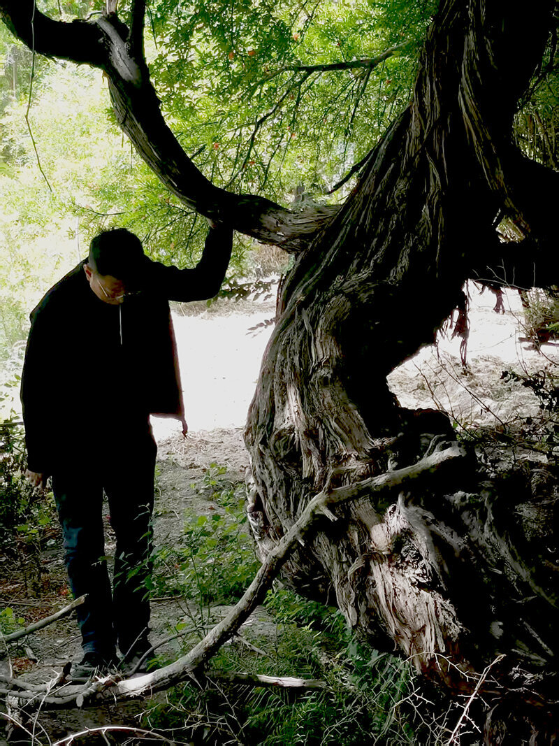 قدیمیترین درخت انگور جهان + عکس | تنه جالب درخت ۴۱۶ ساله را ببینید