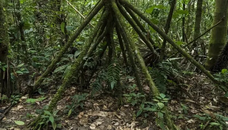 درختهایی که پا دارند و راه میروند! | عکس