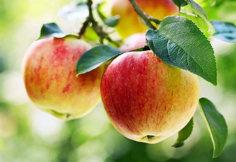 خوردن سیب قبل از خواب؛ دوست خواب آرام یا دشمن معده ؟