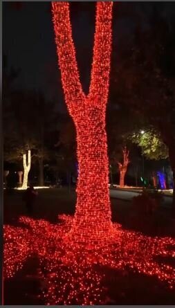 ماجرای درختان نورانی در پارک ملت چیست؟