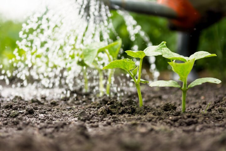 کاهش ۲۰ درصدی مصرف آب دشتهای فارس با اجرای الگوی کشت مبتنی بر تناسب اراضی