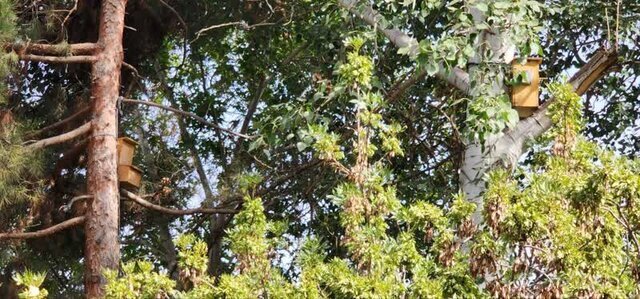 «مینا» تهدیدی برای پرندگان بومی مشهد