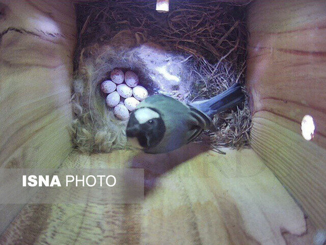 «مینا» تهدیدی برای پرندگان بومی مشهد