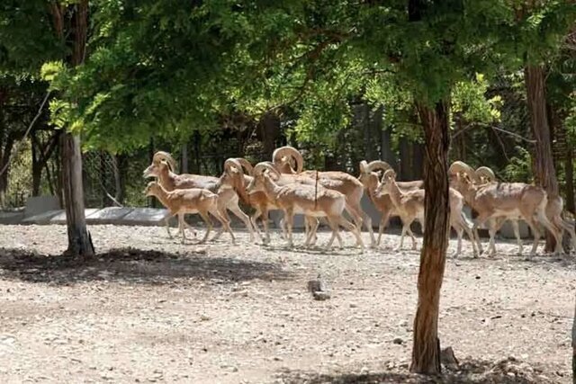 خشکسالی کل و قوچهای تپال را به معابر شهری کشاند/ مردم نذر طبیعت کنند + ویدئو