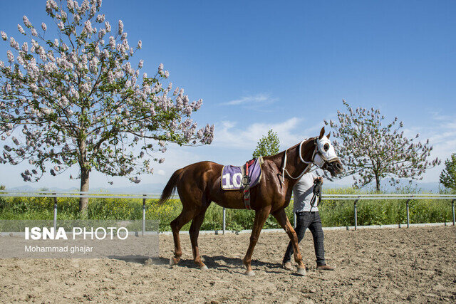 نامه عجیب فدراسیون سوارکاری به وزارت جهاد کشاورزی