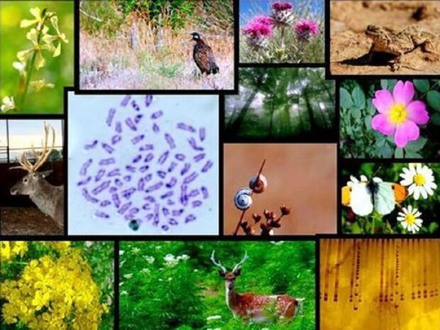 کمیته ملی هوشمندسازی حفاظت از تنوع زیستی برگزار شد