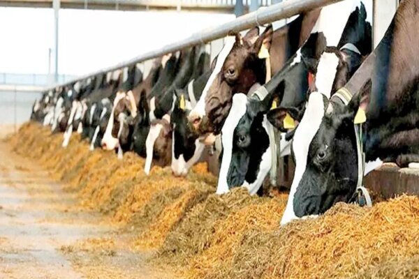 غفوریان: طرح سرشماری دام های سنگین در سرخه اجرا می شود