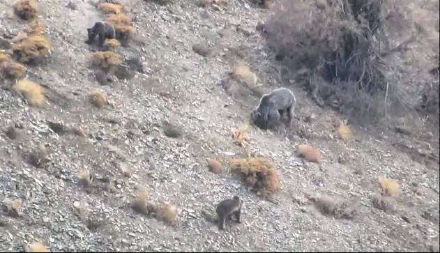 مشاهده خانواده خرس قهوهای در دنا