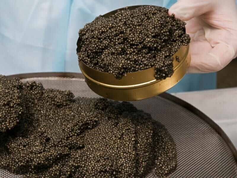 برداشت ۱۶۲ کیلوگرم خاویار از مزارع پرورش ماهی استان تهران