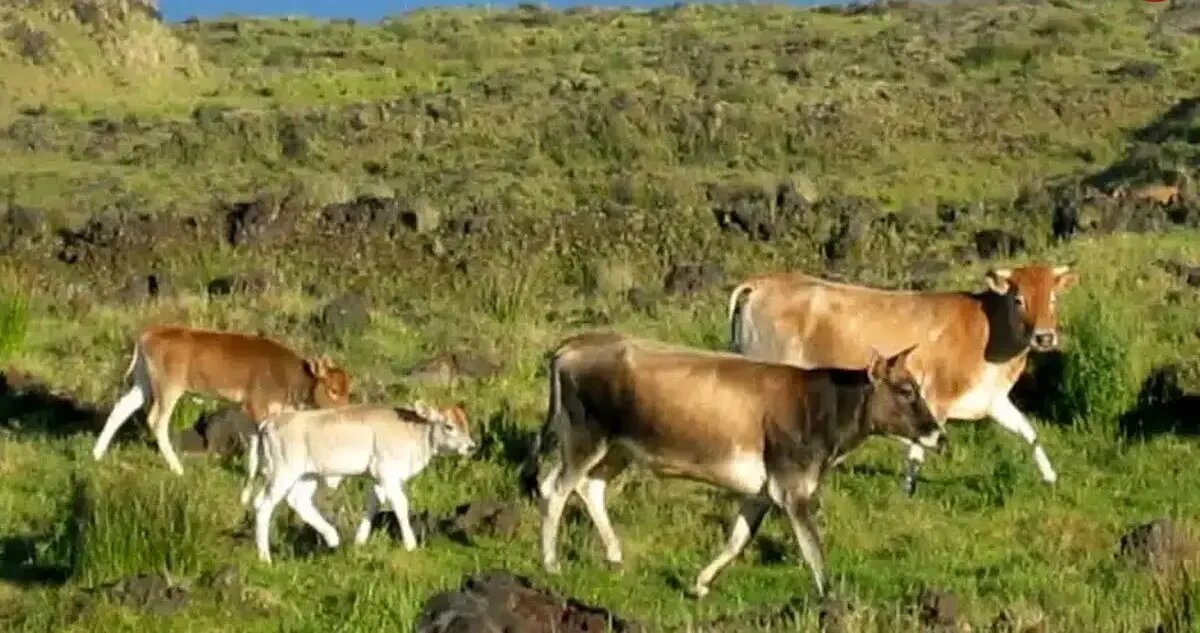 این گاوهای فراموششده ۱۳۰ سال در جزیره متروکه زندگی کردند
