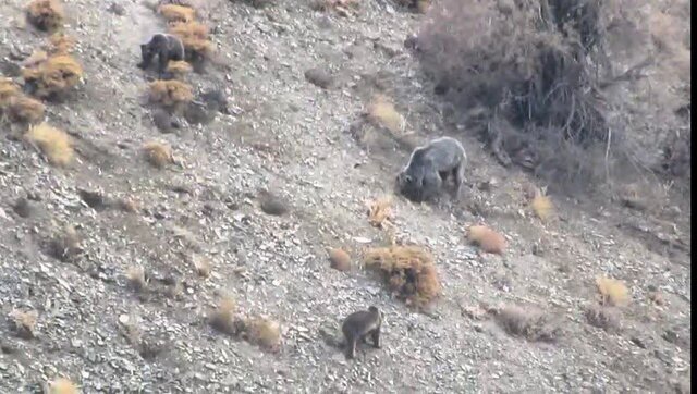 مشاهده خانواده خرس قهوهای در دنا