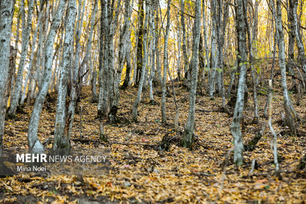 نشست کارگروه ملی طبیعتگردی با محور حفاظت و توسعه پایدار برگزار شد