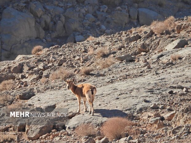 اصفهان سرشماری حیات وحش را با پهپاد در کلاهقاضی اجرا کرد