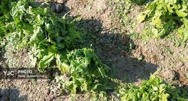 مزارع احمدآباد تا مهرنجان کازرون در گل و لای