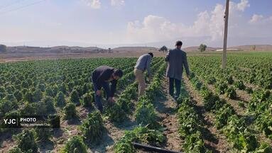 مزارع احمدآباد تا مهرنجان کازرون در گل و لای