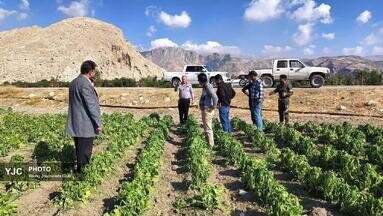 مزارع احمدآباد تا مهرنجان کازرون در گل و لای