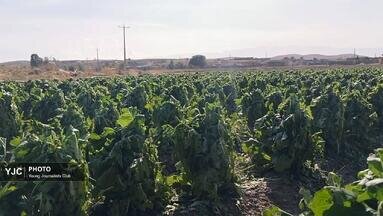 مزارع احمدآباد تا مهرنجان کازرون در گل و لای