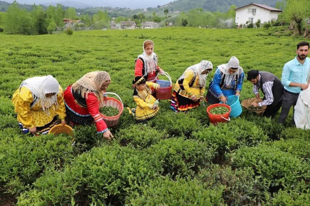 چای ایرانی در معرض نابودی است | تلاش ها برای احیای باغ های چای کافی نیست