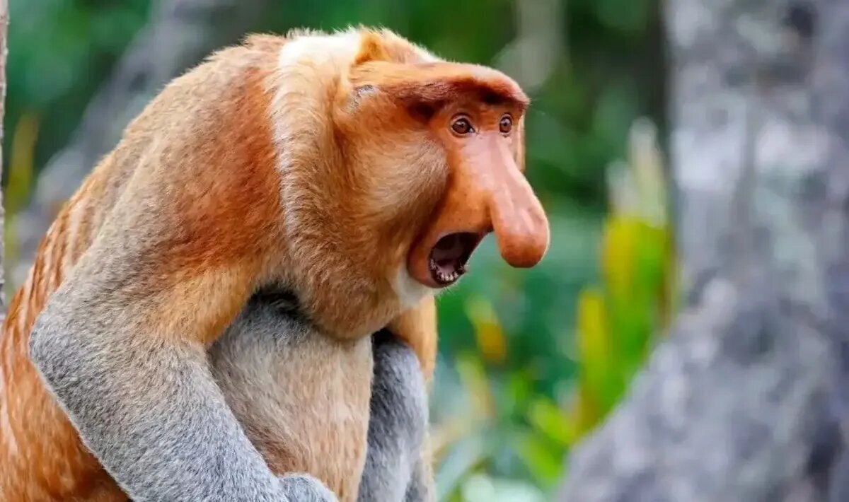 راز بینی زشتترین حیوان جهان چیست؟ | عکس