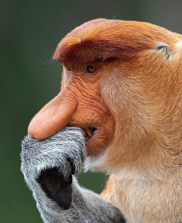 راز بینی زشتترین حیوان جهان چیست؟ | عکس