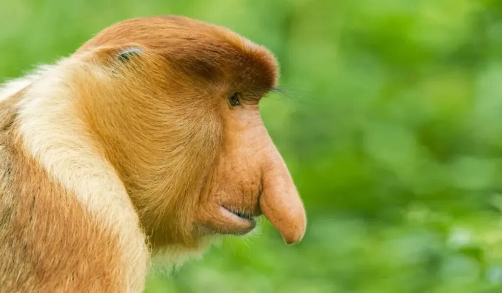 راز بینی زشتترین حیوان جهان چیست؟ | عکس