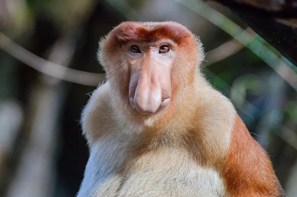 راز بینی زشتترین حیوان جهان چیست؟ | عکس