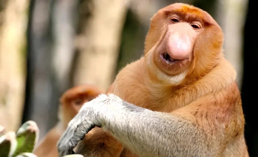 راز بینی زشتترین حیوان جهان چیست؟ | عکس