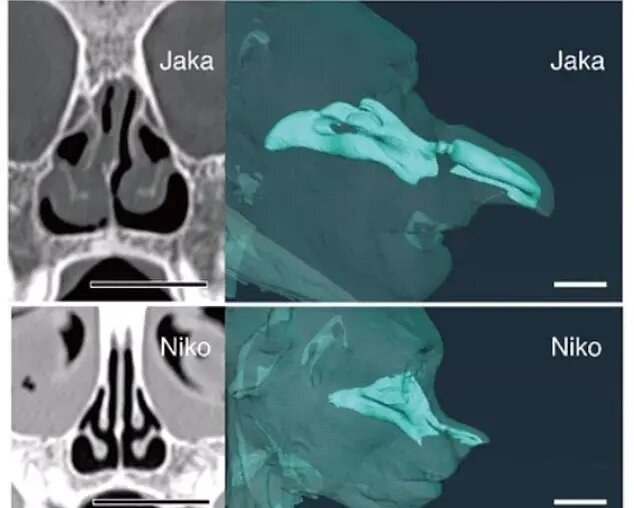 راز بینی زشتترین حیوان جهان چیست؟ | عکس