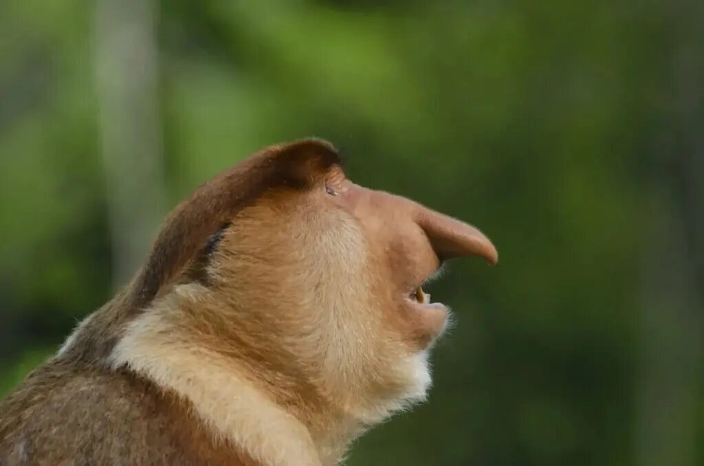 راز بینی زشتترین حیوان جهان چیست؟ | عکس