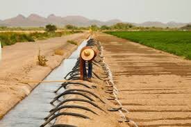 راهکار نهایی برای خشکسالی؛ پایان دغدغه کشاورزان | این ژن تمام معادله را برهم می‌زند