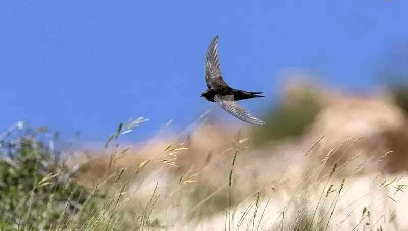 پرندهای که ۱۰ ماه بدون توقف پرواز میکند | عکس