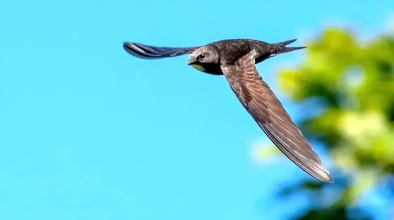 پرندهای که ۱۰ ماه بدون توقف پرواز میکند | عکس