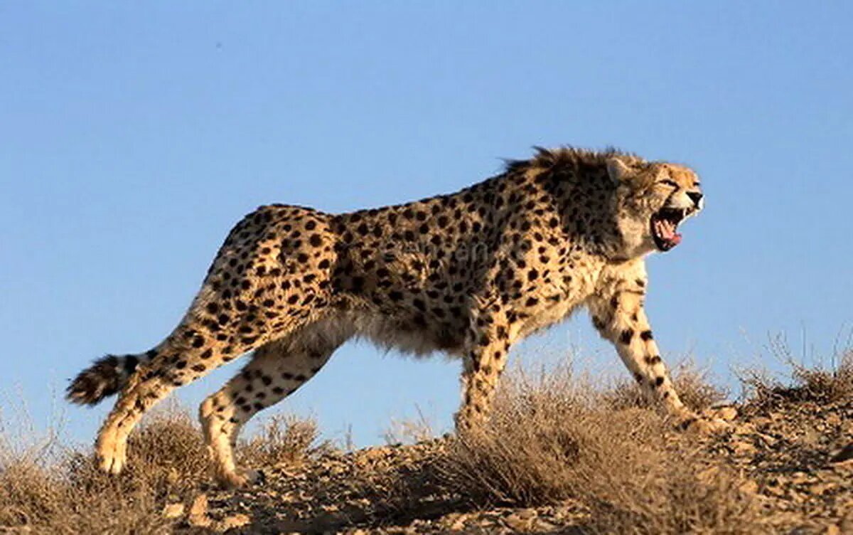 مشاهده ۶ یوزپلنگ آسیایی در پناهگاه حیاتوحش میاندشت