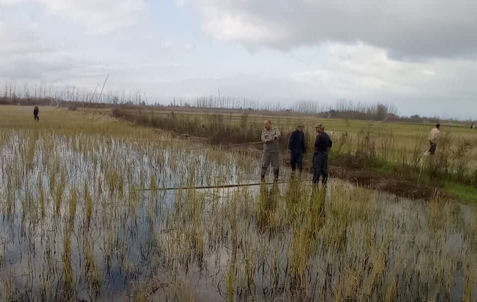 دامهای هوایی در شرق گیلان جمع آوری شد