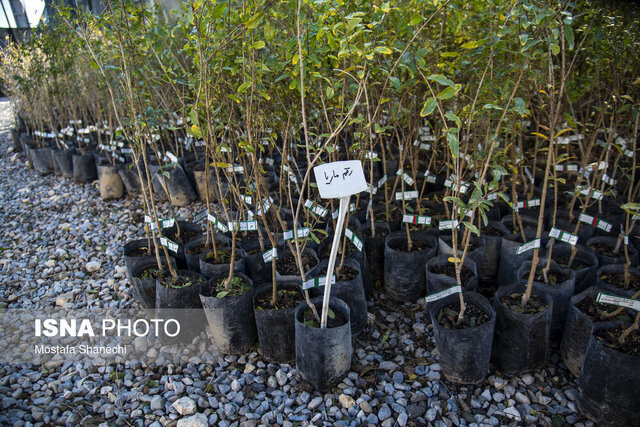 تولید نهال در نهالستانهای استان سمنان از مرز ۷ میلیون گذشت