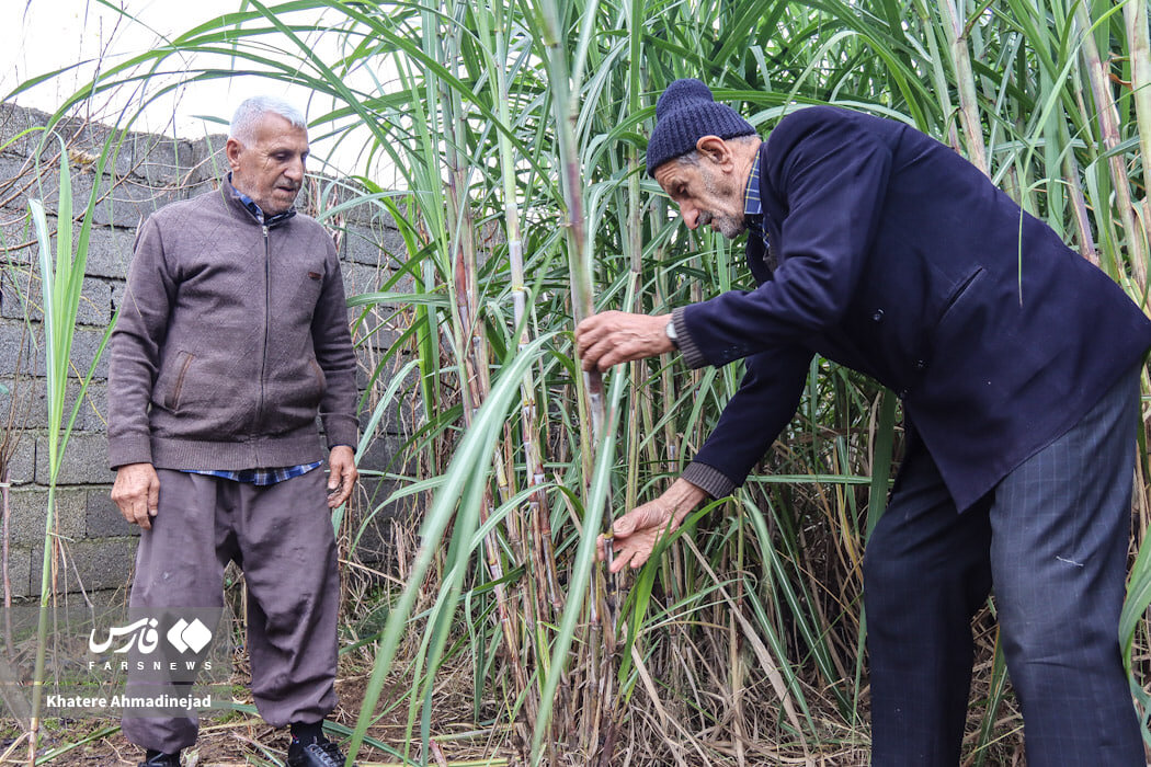 شکرستان گیلان