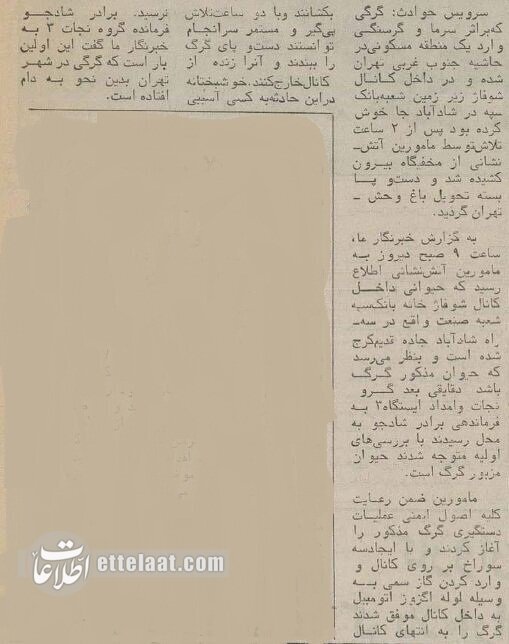 شکار گرگ در یک بانک خبرساز شد! + عکس | گرگ ۴۰ سال پیش در کانال شوفاژ گیر افتاد