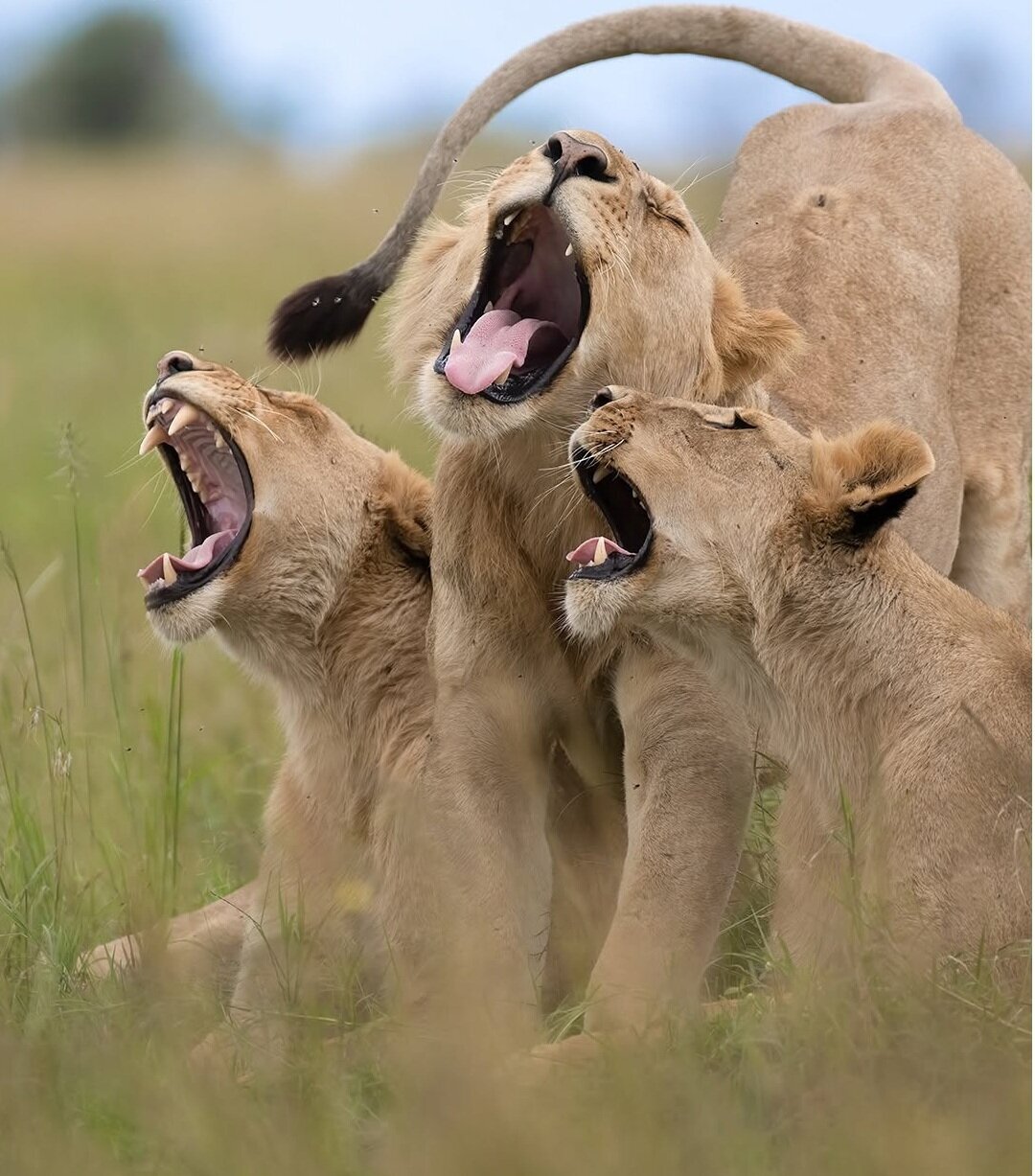 وقتی حیوانات هم شوخیشان میگیرد