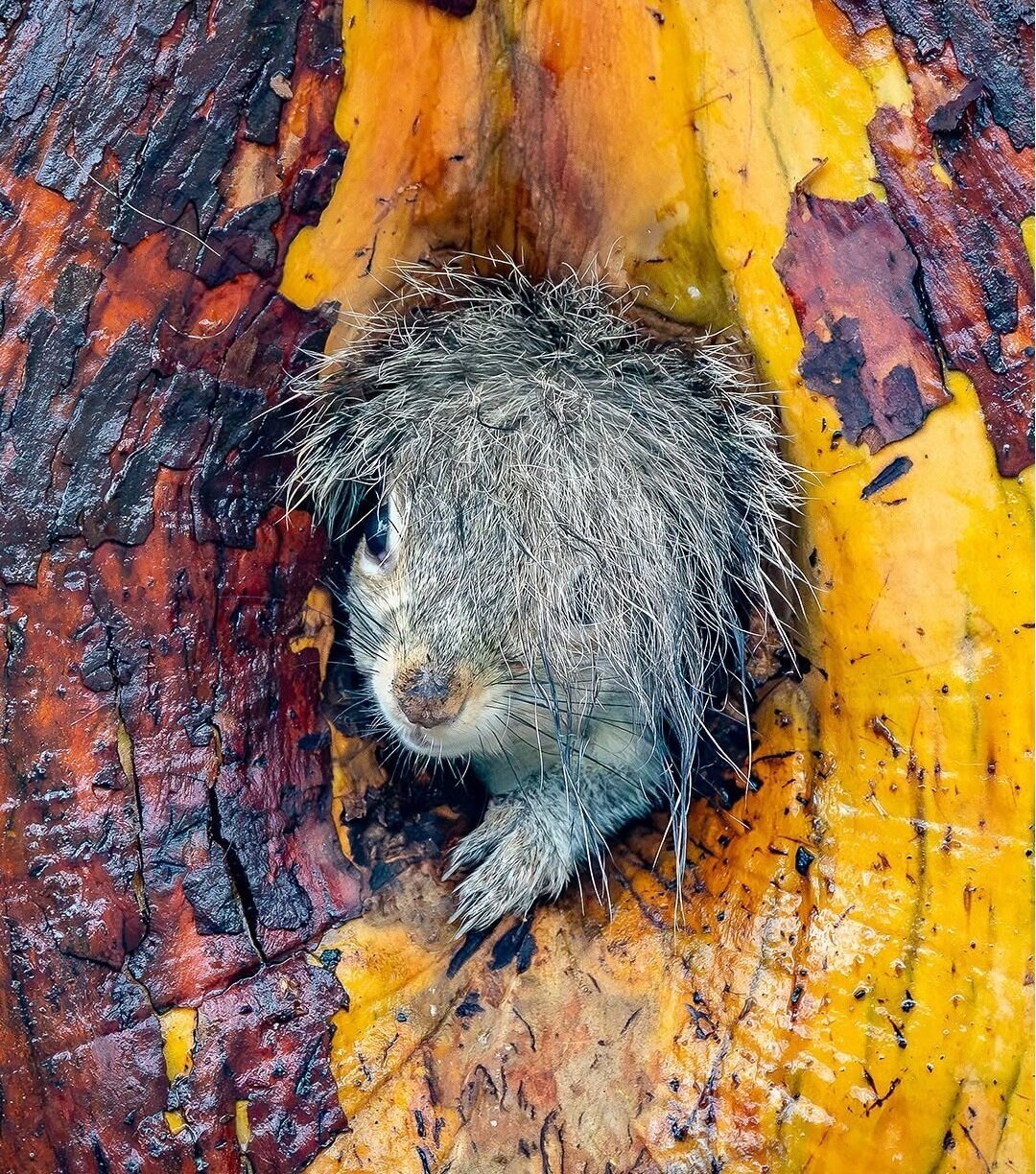 وقتی حیوانات هم شوخیشان میگیرد