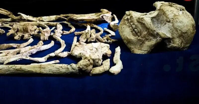 خویشاوند ۳ میلیون سالۀ انسان از دل سنگ بیرون آمد | عکس