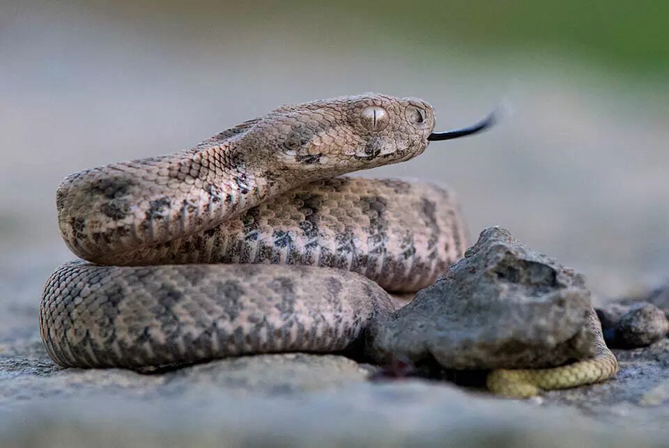 مارهای ترسناکی که مثل گرگ شکار میکنند + عکس