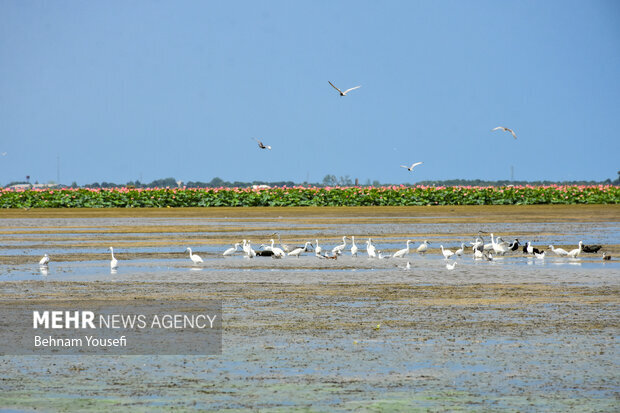 نقش تسهیلگری برنامه توسعه ملل متحد در تحقق حقابه تالاب‌های مرزی